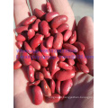 New Crop Red Kidney Bean Organic